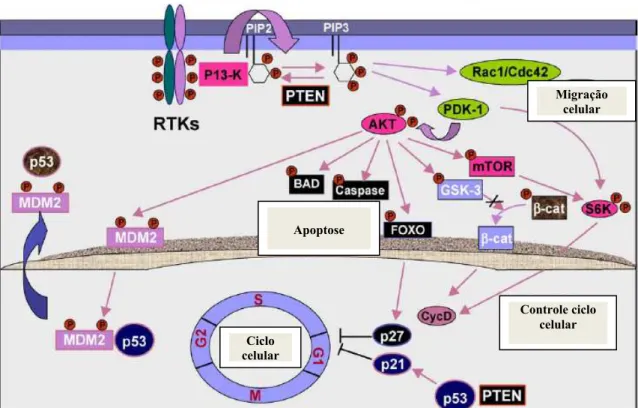 Figura 2. Demonstração do mecanismo de ação do gene supressor tumoral PTEN. 