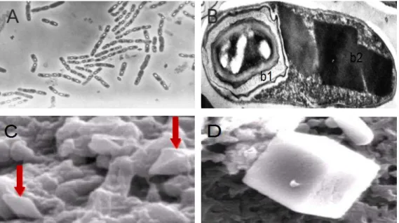 Figura 2.1  –  Microscopia de contraste de  fase da colônia  de  Bt (A); Microscopia eletrônica do bacilo  esporulado  (B)  mostrando  o  endósporo  (b1)  e  inclusões  cristalinas  (b2);  Cristais  bipiramidais  (C);  Cristal  cubóide  (D)