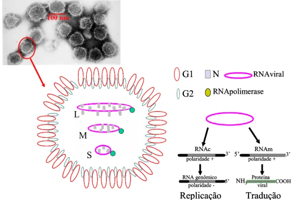 Figura 1 – Desenho esquemático de um Hantavirus e da replicação de seu RNA. 