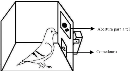 Figura 1. Ilustração da caixa durante as sessões experimentais. 