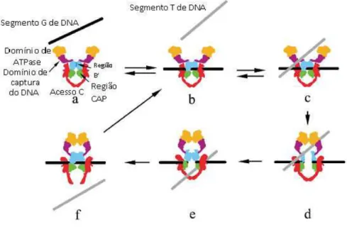 Figura 2 – Mecanismo de ação das topoisomerases do tipo II. Fonte: Adaptado de Champoux, 2001.