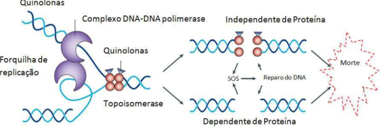 Figura 3 – Esquema do mecanismo de ação dos antimicrobianos da classe quinolona. Modificado de Kohanski, Dwyer &amp; Collins, 2010.