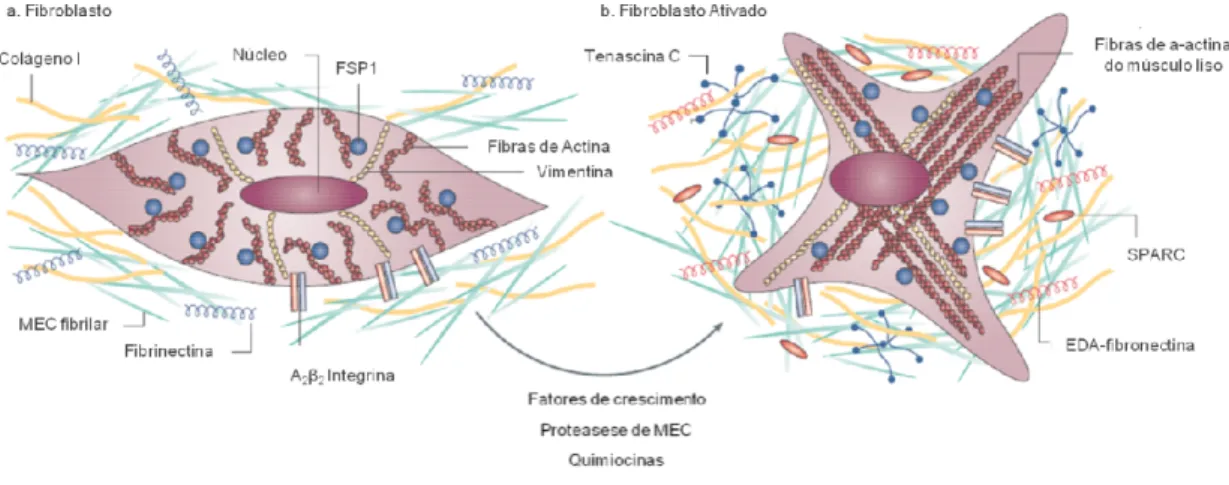 Figura 4. Ativação do fibroblasto.  