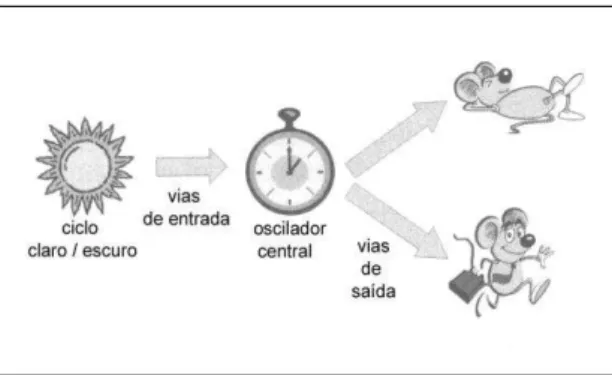 Figura 1 - Esquema de modelo simplificado do sistema de temporização circadiano                                      (STC)