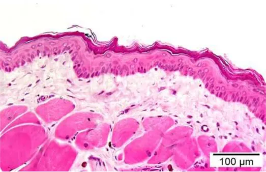 Figura 5.2 – Fotomicrografia de mucosa oral do grupo C. 20X. Coloração com Hematoxilina &amp; 