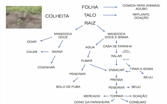 Figura   2   -   Esquema   do   destino   da   mandioca   e   das   etapas   envolvidas   após   a   colheita.