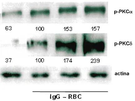 Figura 6: Ativação da PKCa. e PKCô. Macrófagos alveolares foram estimulados por LTB 4 e LTD 4 (ambos 100nM) e incubados com hemácias opsonizadas com IgG na proporção de 30:1 (hemácias:macrófagos) por 90 minutos