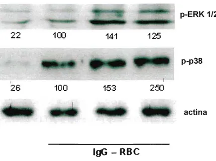 Figura 8: Ativação da ERK 1/2 e p38. Macr6fagos alveolares foram estimulados por LTB 4 e LTD 4 (ambos 100nM) e incubados com hemácias opsonizadas com IgG na proporção de 30:1 (hemácias:macr6fagos) por 90 minutos