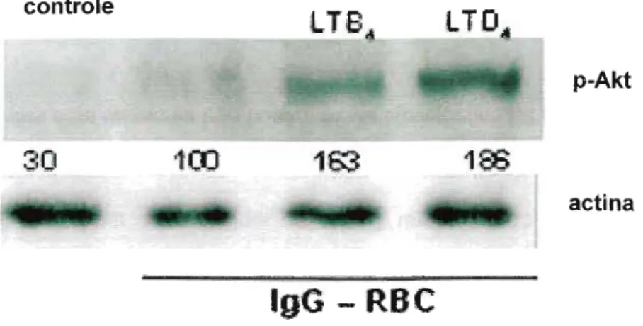 Figura 10: Ativação da PI3K. Macrófagos alveolares foram estimulados por LTB 4 e LTD 4 (ambos 100nM) e incubados com hemácias opsonizadas por IgG na proporção de 30:1 (hemácias:macrófagos) por 90 minutos, As células foram colhidas por raspagem e sonicadas 