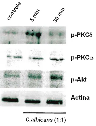 Figura 17: Perfil de ativação das moléculas slnallzadoras durante a fagocitose de C.alblcans.