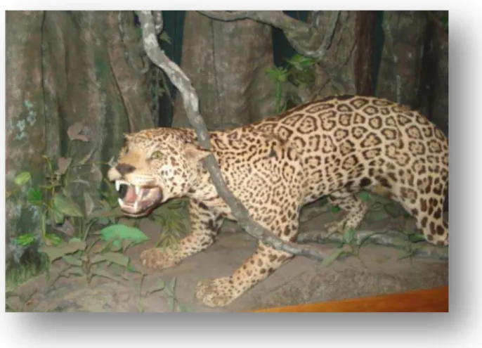 Figura 13 – Onça-pintada taxidermizada no diorama da Floresta Amazônica, MZUSP. 