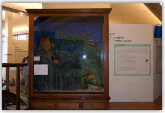 Figura  8  -  À esquerda vista lateral do diorama da Caatinga. À direita, superior  detalhe da Suçuarana sobre a rocha