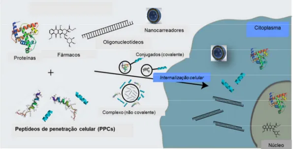 Figura  6:  Representação  esquemática  dos  peptídeos  de  penetração  celular  (PPCs)  com  moléculas  bioativas  e  nanocarreadores  e  indicação  da  internalização  celular  (adaptado  de  COPOLOVICI et al, 2014)