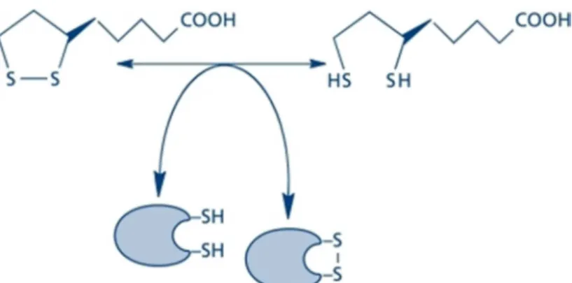 Figura  8:  Troca  tiol/dissulfeto  acoplado  com  a  dupla  redox  AL/ADHL  como  base  da  ativação/inibição da sinalização celular e transcrição (adaptado de PACKER; CADENAS, 2011)