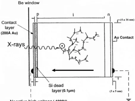 Figura 3.14 – Desenho esquemático dos fenômenos que seguem a absorção de um fóton num cristal  de Si(Li), usado em medidas de raios X (modificado de Janssens, 2004)