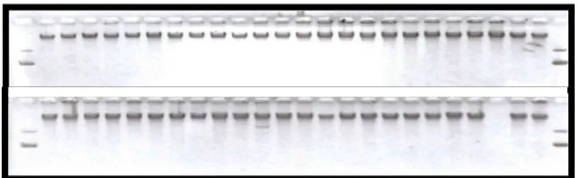 Figura 2 - Amostras de DNA de F2 da família 7971, extraídas e aplicadas em gel de agarose (1,0%) sob  eletroforese