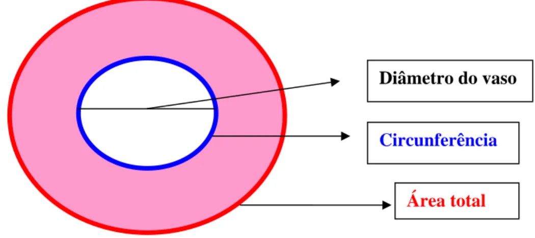 Figura 3. Esquematização de um vaso no parênquima pulmonar. Índice de edema= Área  total/Circunferência.