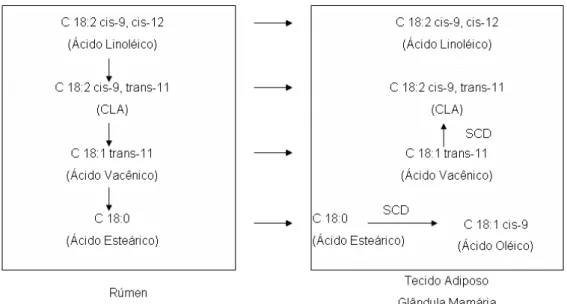 Figura 2: Via metabólica proposta para biossíntese do CLA 18:2 cis-9, trans-11. SCD-  Estearoil-CoA desaturase, CLA – Ácido Linoléico Conjugado