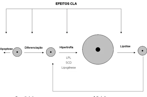 Figura 3: Esquema representando os efeitos do CLA nos adipócitos e pré-adipócitos. CLA –  Ácido linoléico conjugado; LPL -Lipase de liporpoteína; SCD – Estearoil-CoA desaturase