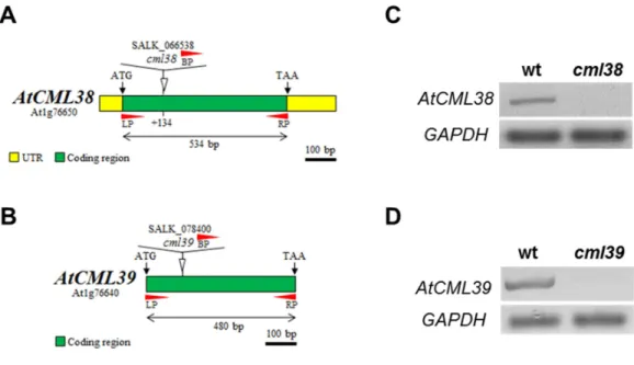 Figura  11  –  Confirmação  dos  mutantes  cml38  e  cml39.  (A  e  B)  Representação  esquemática  da  inserção  dos  T-DNAs  dos  mutantes  cml38  e  cml39  respectivamente