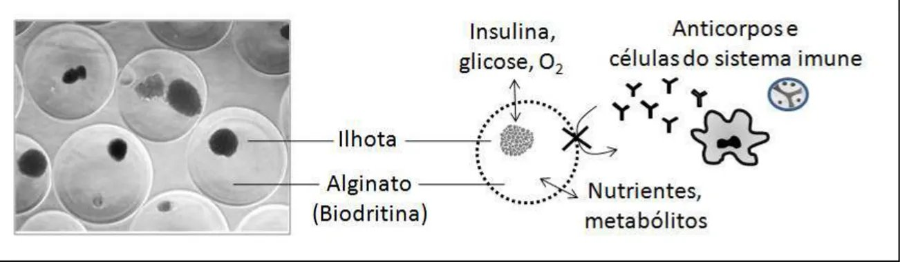 Figura  2:  À  esquerda,  fotografia  de  microcápsulas  de  Biodritina®  (alginato  +  sulfato  de  condroitina)  envolvendo  ilhotas  de  Langerhans  humanas
