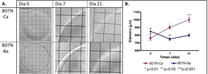 Figura 10: Microcápsulas de Biodritina ®  após terem sido submetidas ao teste de estresse rotacional (150 rpm)  em solução de NaCl (0,15 mol.L -1 )