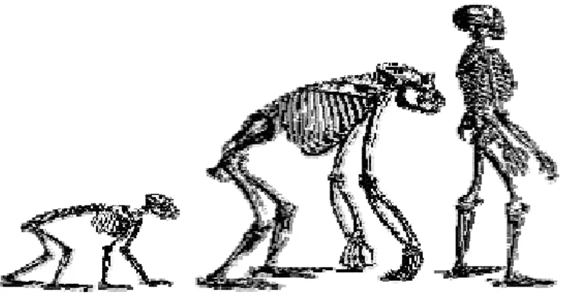 Figura 1 - Evolução da bidepia no homem. Fonte: The Bigfoot Field Researchers Organization 