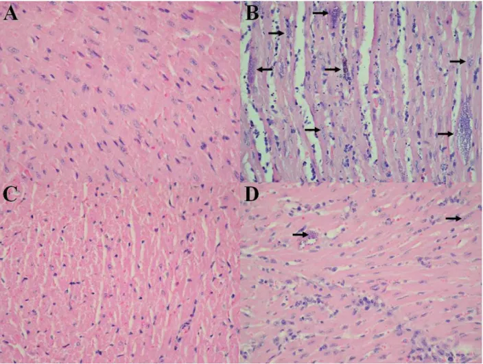 Figura  5.  Cortes  histológicos  do  coração  de  camundongos  após  16  dias  de  infecção