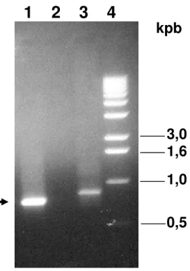 Figura 5. Amplificação do cDNA de DdI-2. O gel de agarose 0,9% corado com brometo  de etídeo mostra a separação dos produtos de PCR obtidos a partir do cDNA e do DNA  genômico de D