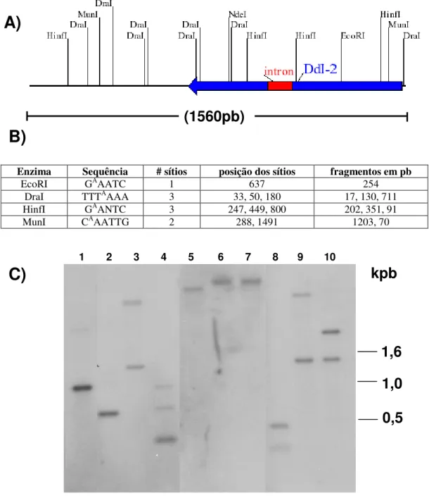 Figura 7. Southern blot do DNA total da linhagem selvagem AX4 hibridizado contra  sonda  do  cDNA  DdI-2