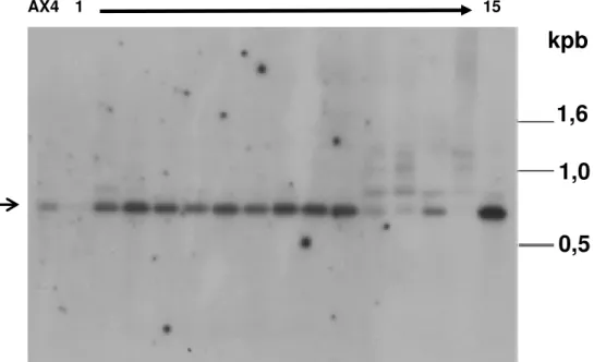Figura  9.  Análise  de  clones  transfectados  resistentes  a  blasticidina  para  verificação da ocorrência de recombinação homóloga