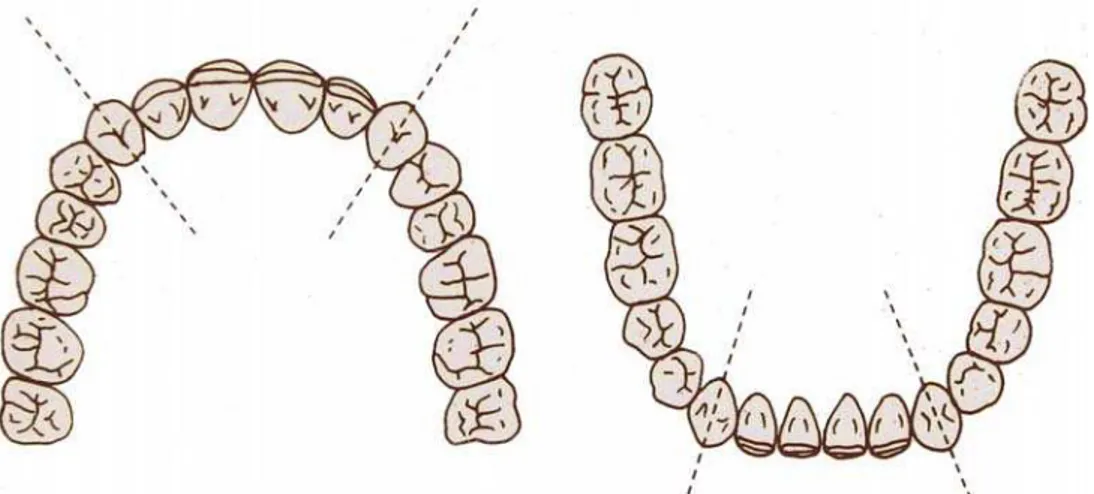 FIGURA 7 - Divisão dos arcos dentários superior e inferior em três  segmentos cada um: anterior, esquerdo, e direito
