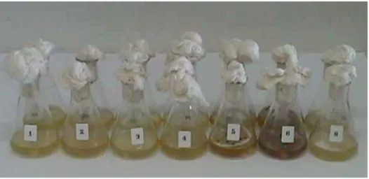 Figura  2.4  –  Meios  de  cultivo  com  as  espumas,  submetidas  ao  ataque  de  microrganismos 