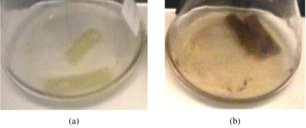 Figura 3.3 – Espuma PU-petróleo: (a) controle; (b) amostras submetidas ao ataque do  microrganismo Bac 1 