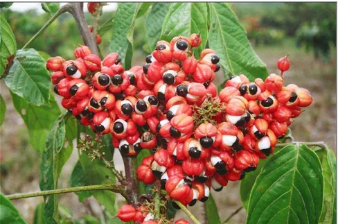 Figura 1 – Fotografia da P. cupana ilustrando seus frutos e sementes 