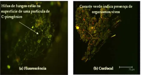 Figura  1.4  –  Imagens  por  microscopia  Fluorescente  (a)  e  Confocal  (b)  demonstram  presença  de  micro-organismos  vivos  em  superfícies de carvão