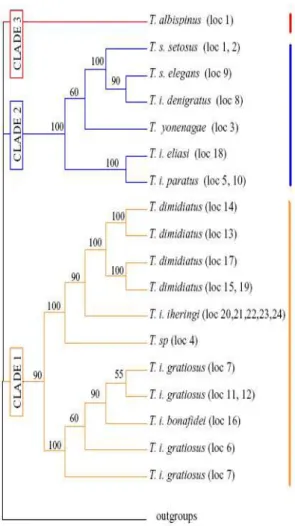 Figura  2.  Filogenia  proposta  por  Lara  &amp;  Patton  (2000)  com  os  três  clados  para  o  gênero  Trinomys