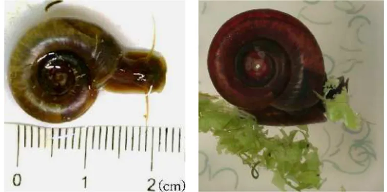 FIGURA 9. Caramujo Biomphalaria glabrata selvagem utilizado nos experimentos.