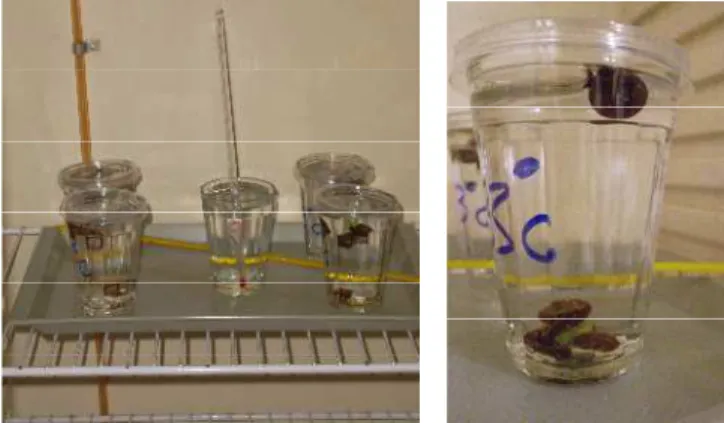 FIGURA 11. Caramujos Biomphalaria glabrata expostos ao calor em estufa DBO.