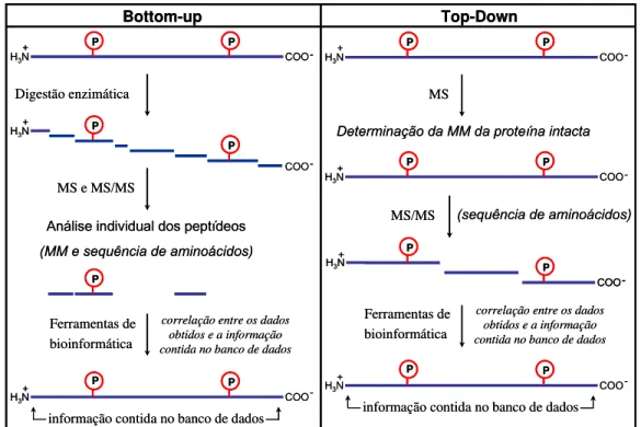 Figura 6. Esquema comparando as estratégias Bottom-up e Top-Down,  empregadas em análise proteômica
