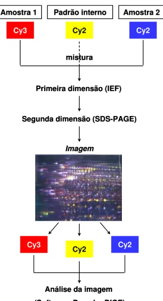 Figura 10. Esquema geral apresentando as etapas da análise por 2D-DIGE. 