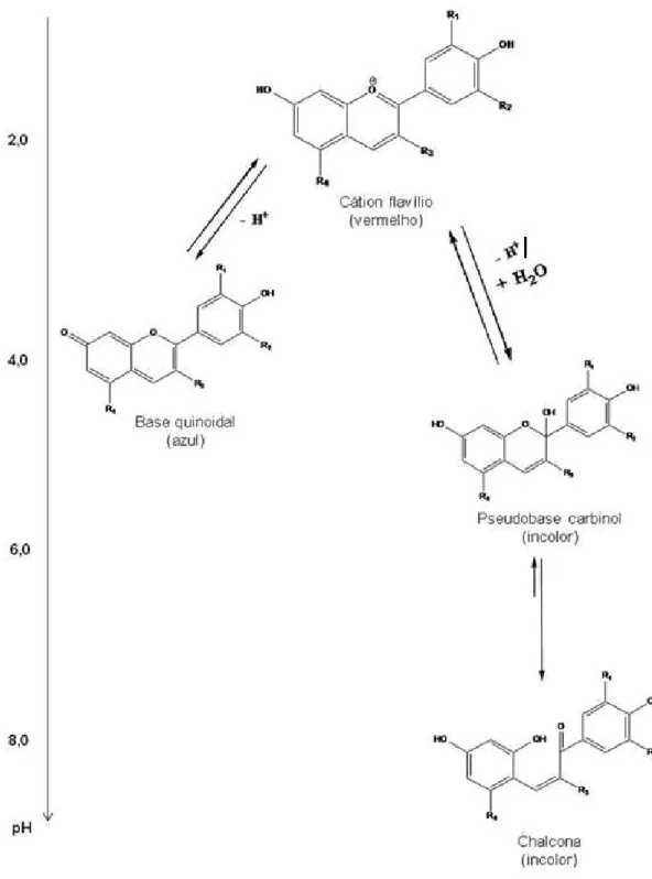 Figura 1.4. Estruturas moleculares das antocianinas em diferentes valores de pH em solução  aquosa