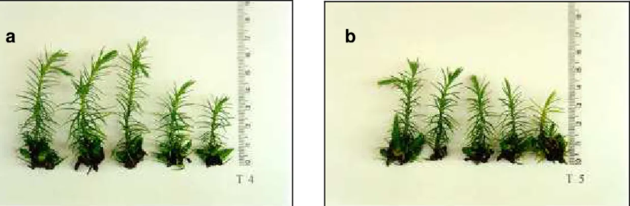 Figura 3 -   Explantes de Cryptomeria japonica D. Don. “elegans” aos 90 dias de cultivo ‘in vitro’, sob os tratamentos:  (a) T4: 25mmol.L -1  de NO 3 -  + 5mmol.L -1  de NH 4 +  (30mmol.L -1  de N) e  (b) T5: 22,5mmol.L -1  de NO 3 -  e 2,5mmol.L -1  de NH