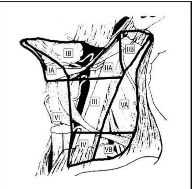 Figura 2. Níveis e subníveis dos LNs cervicais 34 . 