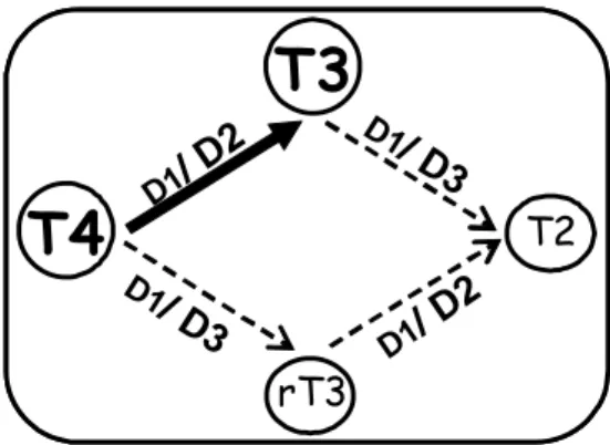 Figura 1: Esquema da atividade das selenodesiodases das iodotironinas do tipo I, II e III (D1, D2 e D3,  respectivamente)