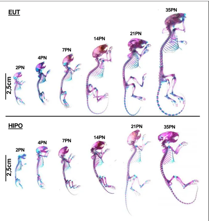 Figura 10: Esqueleto de camundongos entre 2PN e 35PN. Os camundongos foram submetidos à reação com  azul de alcian e vermelho de alizarina para a análise da ossificação endocondral durante seu  desenvolvimento pós-natal