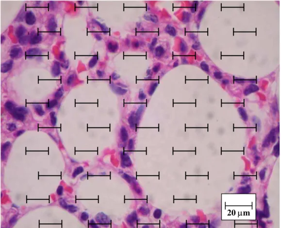 FIGURA 9. Fotomicrografia de pulmão de animal de grupo Fl, na coloração  H&amp;E num aumento de 1000 X e com auxílio do retículo,  evidenciando bem  os alvéolos com células mononucleadas – núcleos mais densos ao redor de  alvéolos, e algumas hemáceas no in