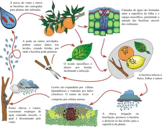 Figura 5. Ciclo do desenvolvimento da doença do cancro cítrico. Fonte: http://www.apsnet.org/online/ 