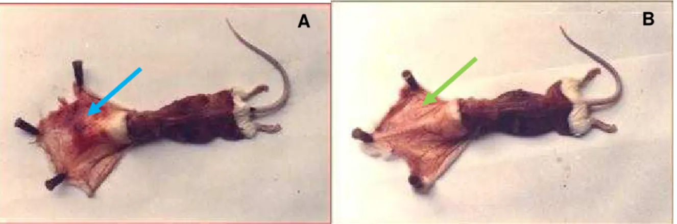 Figura  1  –  Efeito  do  veneno  de  Bothrops  jararaca  nativo  (A)  ou  irradiado  (B)  injetado  via  intradérmica  em  camundongos