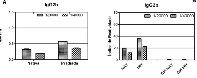 Figura 8: Ensaio imunoenzimático para a avaliação da produção de anticorpos  específicos (IgG2b) contra Bthx-1 nativa ou irradiada em camundongos B10.PL  (A) e Índice de Reatividade para a mesma (B)